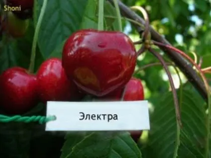 Сорт черешні Валерій Чкалов