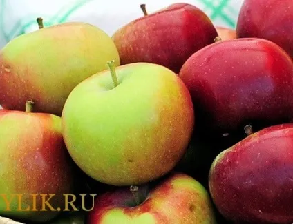 Сорти яблуні для вирощування в сибіру опис і фото