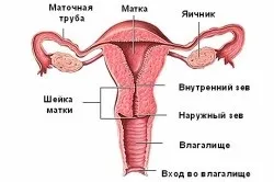 Причини кров'яних виділень у жінок (причини) Причини кров'яних виділень у жінок
