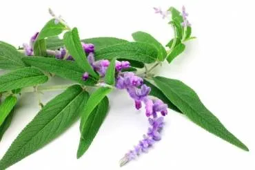 Приправи та спеції шавлія (salvia), сальвія (salvia) Приправи та спеції шавлія (salvia), сальвія