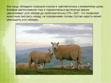 Презентація - вівця - завантажити безкоштовно