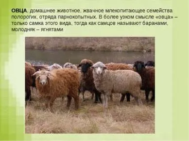 Презентація - вівця - завантажити безкоштовно