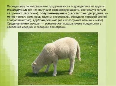 Презентація - вівця - завантажити безкоштовно
