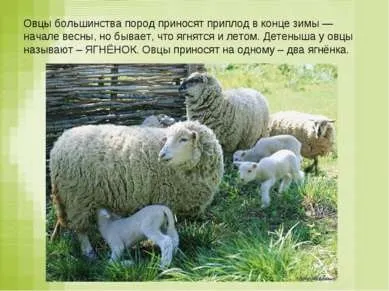 Презентація - вівця - завантажити безкоштовно