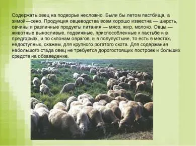 Презентація - вівця - завантажити безкоштовно