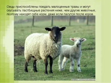 Презентація - вівця - завантажити безкоштовно