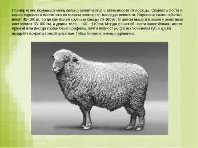 Презентація - вівця - завантажити безкоштовно