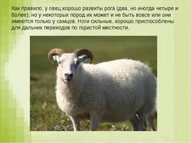 Презентація - вівця - завантажити безкоштовно
