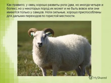 Презентація на тему вівця вівця, домашня тварина, жуйну ссавець сімейства полорогих, загону (загону парнокопитних. В більш вузькому сенсі «вівця» - тільки самка цього виду) Презентація на тему вівця вівця, домашня тварина, жуйну ссавець сімейства полорогих, загону