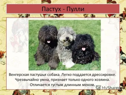 Презентація на тему собачі професії