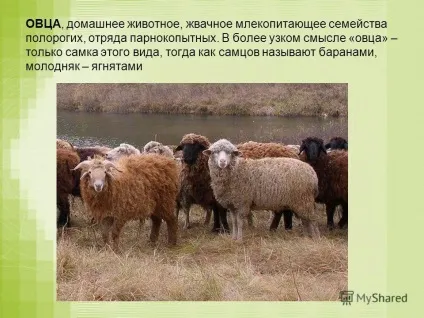 Презентація на тему вівця вівця, домашня тварина, жуйну ссавець сімейства полорогих, загону (загону парнокопитних. В більш вузькому сенсі «вівця» - тільки самка цього виду) Презентація на тему вівця вівця, домашня тварина, жуйну ссавець сімейства полорогих, загону