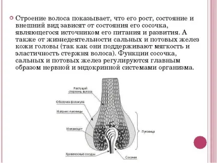 Презентація по темі догляд за волоссям, шкірою, руками, нігтями (за) Презентація по темі догляд за волоссям, шкірою, руками, нігтями