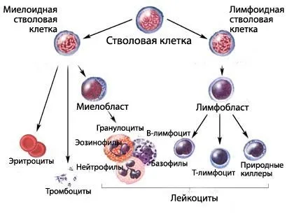 Щеплення - «просто укольчик», або втрата імунітету, вакцинація - панацея чи смерть (щеплення) Щеплення - «просто укольчик», або втрата імунітету, вакцинація - панацея чи смерть