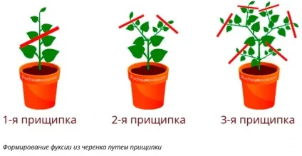 Прищіпка і формування держака фуксії (фуксії) Прищіпка і формування держака фуксії