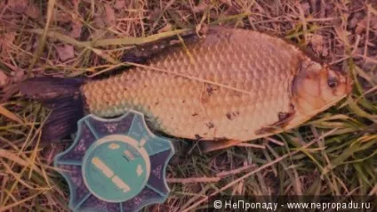 Найпростіша і уловиста снасть - непропадушка - для лову карася і не тільки (найпростіша) Найпростіша і уловиста снасть - непропадушка - для лову карася і не тільки