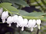 Розмноження бульбової бегонії - насінням, живцями, бульбами (живцями) Розмноження бульбової бегонії - насінням, живцями, бульбами