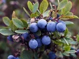 Розмноження бульбової бегонії - насінням, живцями, бульбами (живцювання) Розмноження бульбової бегонії - насінням, живцями, бульбами