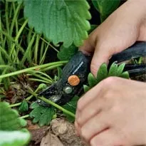 Розмноження полуниці вусами