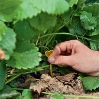 Розмноження полуниці вусами