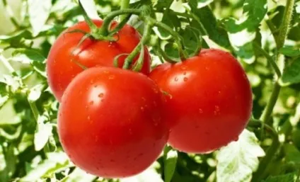 Ранні низькорослі помідори особливості вирощування