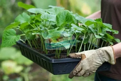 Розсада баклажанів в домашніх умовах догляд і вирощування (баклажанів) Розсада баклажанів в домашніх умовах догляд і вирощування