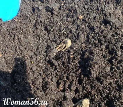 Ранункулюс посадка і догляд