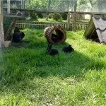 Розведення, вирощування і утримання кроликів у вольєрах, як зробити своїми руками опис з фото (зробити) Розведення, вирощування і утримання кроликів у вольєрах, як зробити своїми руками опис з фото