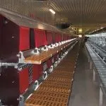 Розведення курей-несучок як бізнес з чого почати і як досягти успіху (яйця великих кількостях) Розведення курей-несучок як бізнес з чого почати і як досягти успіху