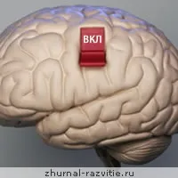 Розвиток мозку человка, вправи для розвитку мозку (мозку) Розвиток мозку человка, вправи для розвитку мозку