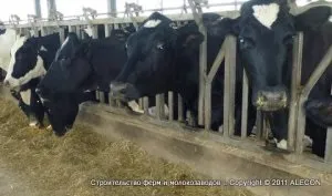 Рекомендації по годівлі дійних корів, компанія alecon (ВРХ) Рекомендації по годівлі дійних корів, компанія alecon