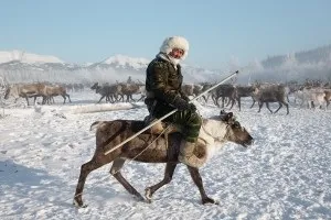 Розведення оленів в домашніх умовах (розведення) Розведення оленів в домашніх умовах