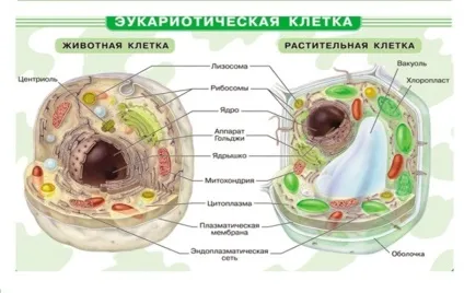 Різноманітність існуючих форм життя
