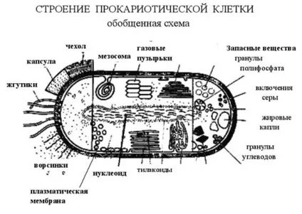Різноманітність існуючих форм життя
