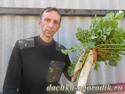 Редька дайкон вирощування (ложці рази день) Редька дайкон вирощування