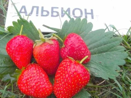 Ремонтантна полуниця що це значить, фото, догляд за багаторазової садової суницею, посадка і (ремонтантна полуниця вирощування) Ремонтантна полуниця що це значить, фото, догляд за багаторазової садової суницею, посадка і