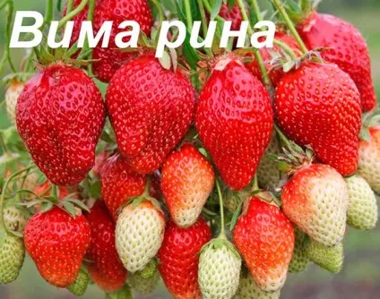 Ремонтантна полуниця що це значить, фото, догляд за багаторазової садової суницею, посадка і (як доглядати за ремонтантної полуницею) Ремонтантна полуниця що це значить, фото, догляд за багаторазової садової суницею, посадка і