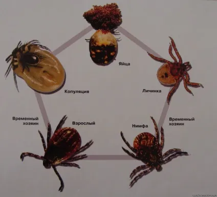 Різновиди і види кліщів фото опис (кліщів) Різновиди і види кліщів фото опис