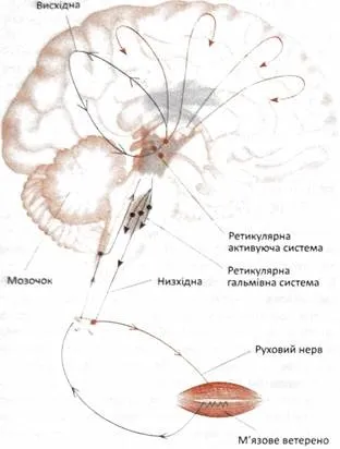 Ретикулярна формація, функції низхідній ретикулярної системи, функції висхідній ретикулярної (лекції) Ретикулярна формація, функції низхідній ретикулярної системи, функції висхідній ретикулярної