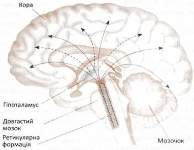Ретикулярна формація, функції низхідній ретикулярної системи, функції висхідній ретикулярної (конспекти) Ретикулярна формація, функції низхідній ретикулярної системи, функції висхідній ретикулярної
