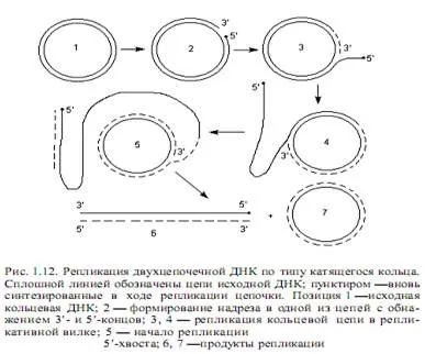 Реплікація нуклеїнових кислот - студопедія