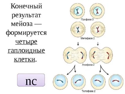 Рішення задач по цитології на застосування знань у