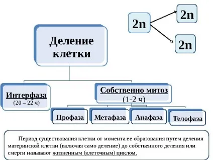 Рішення задач по цитології на застосування знань у