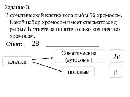Рішення задач по цитології на застосування знань у