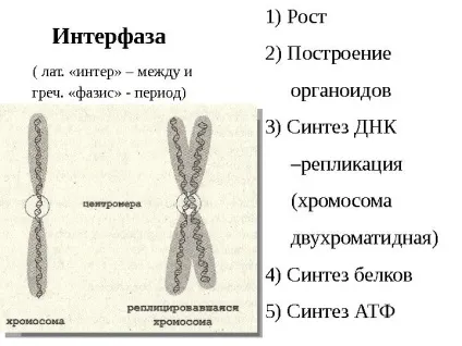 Рішення задач по цитології на застосування знань у
