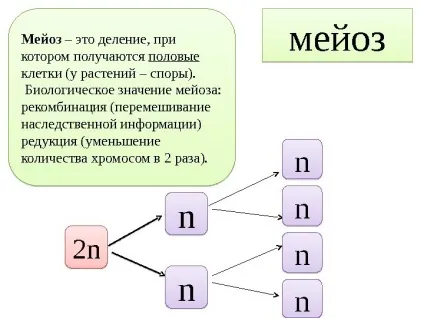 Рішення задач по цитології на застосування знань у
