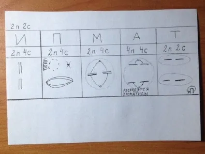 Рішення задач по цитології на застосування знань у