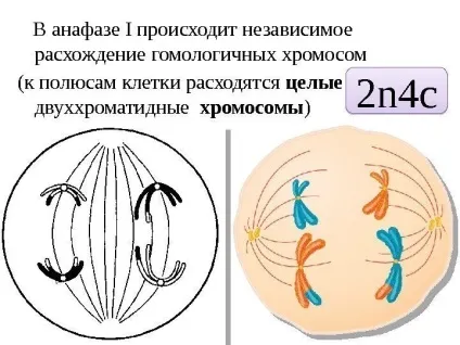 Рішення задач по цитології на застосування знань у