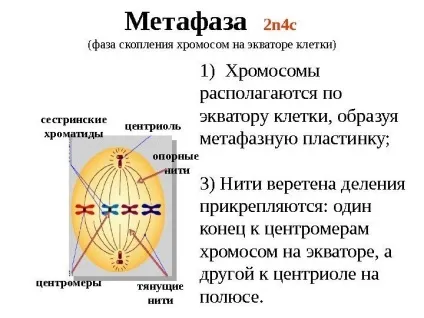 Рішення задач по цитології на застосування знань у