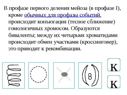 Рішення задач по цитології на застосування знань у
