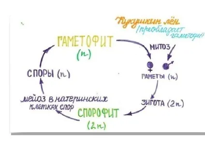 Рішення задач по цитології на застосування знань у